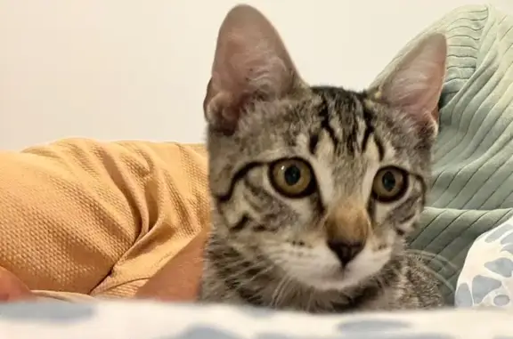Chaton tigré perdu à Saint-Roch - photo