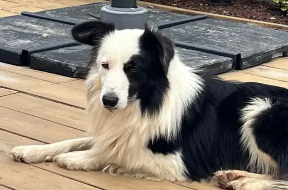 Chien trouvé Léguevin, photo: Border collie mâle trouvé à Léguevin