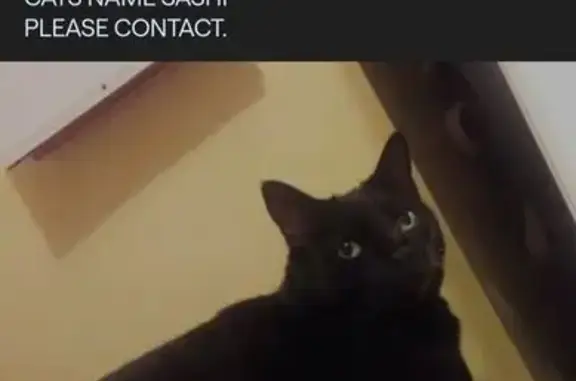 Missing cat Atlanta, photo: Lost Black Cat: 16-Year-Old Sashi, Atlanta