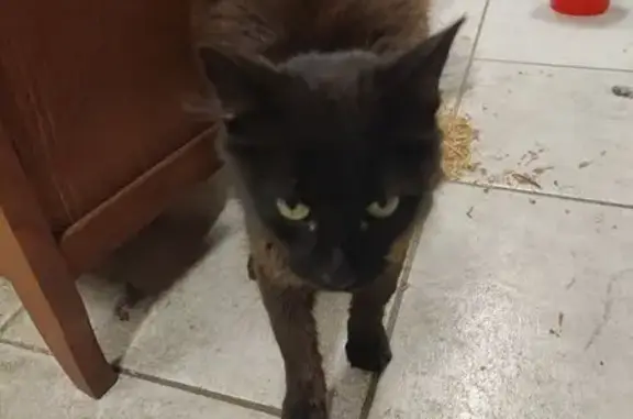 Animaux trouvés , photo: Chaton câlin trouvé, Rue de Cocloyes