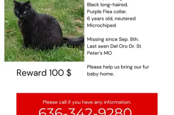 Lost Black Cat Yuki: Del Oro Drive Area