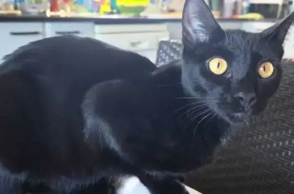 Gato Perdido: Negro con Manchas Blancas en Reus