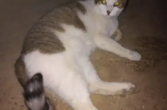 Chat perdu : grand mâle blanc et gris/noir - photo