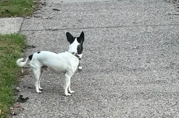 Found dog Minneapolis, photo: Spotted Dog Found on 23rd Ave, Mpls