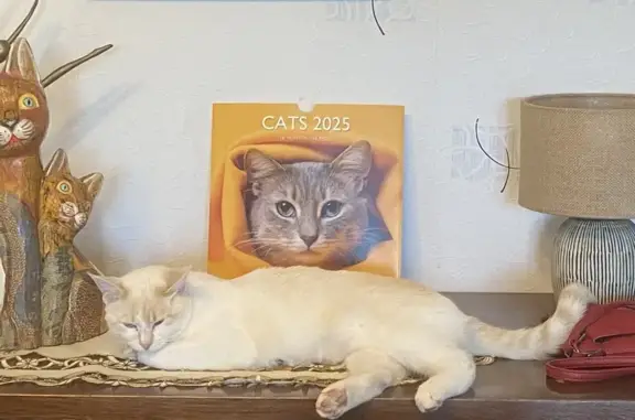 Chat perdu à Sauzet, Occitanie - photo