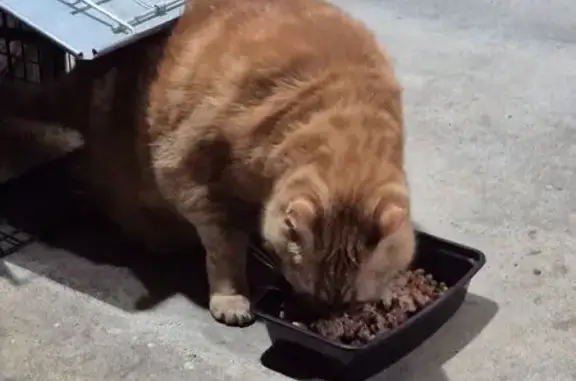 Found: 2 Friendly Yellow Cats on 25th St