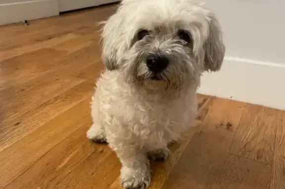 Found pets New York, photo: Found: Sweet White Poodle Mix on Greene Ave