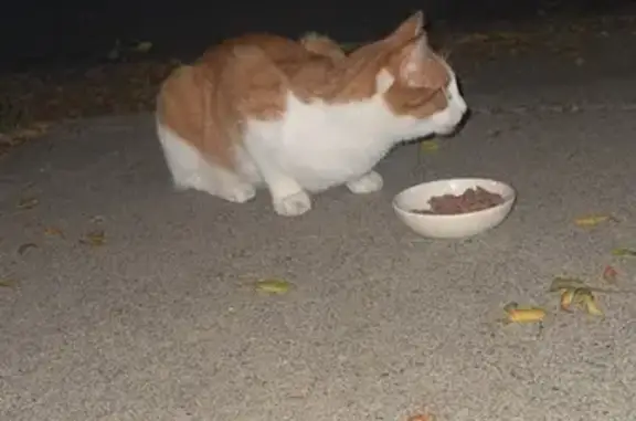 Found cat Champlin, photo: Found: Playful Young Cat in Champlin