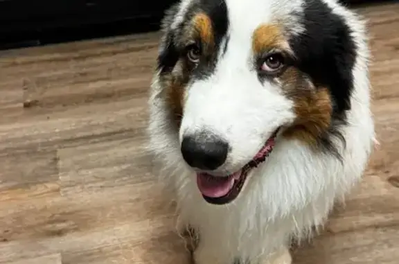 Lost: Blue Merle Aussie on Bahama Rd