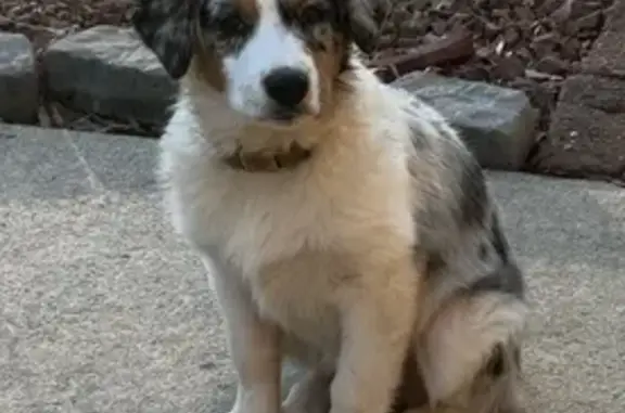 Lost Blue Merle Aussie: Jane & Bruno