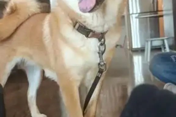 Lost Dog: Beige with Purple Tongue, Toronto