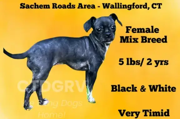 Lost Timid Dog: Black & White, Sweater Sock