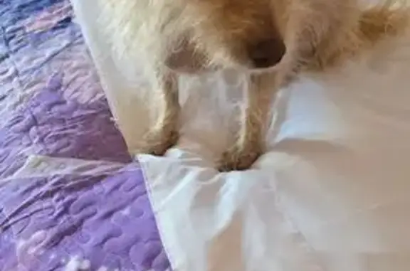 Lost 5lb Cream-Tan Dog in Las Vegas