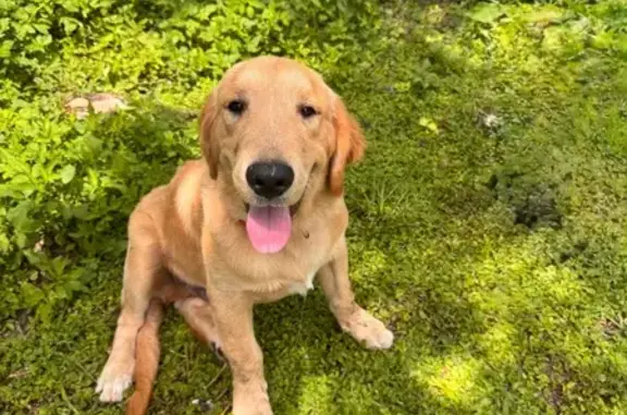 Missing: Golden Retriever in Seffner