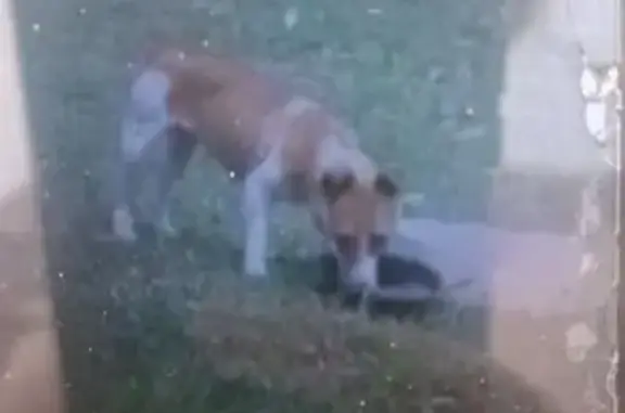 Found: Older Jack Russell in P...