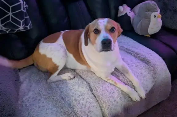 Lost Dog: White & Brown, Blue Collar, Houston