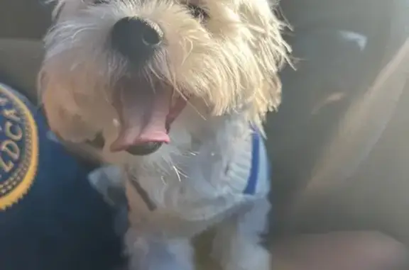 Lost Puppy: Blue Sweater, Gold Smiley