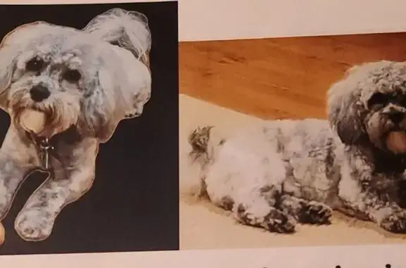 Missing dog , photo: Lost Grey/Silver Multipoo in Weslaco, TX