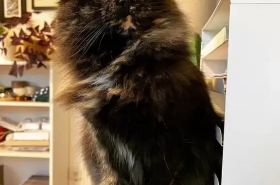 Animaux perdus Brignais, photo: Chatte écaille de tortue perdue à Brignais
