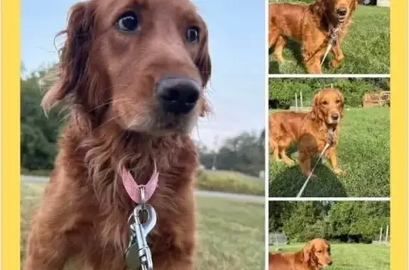 Missing dog Lorain, photo: Lost Skittish Dog: Dark Red Retriever