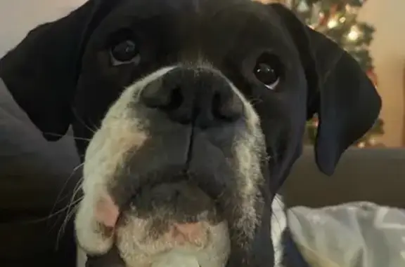 Lost Black & White Boxer in Claremore