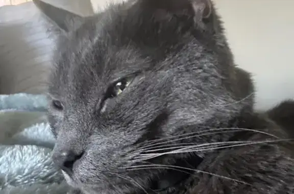 Missing cat Mount Sinai, photo: Lost Gray Cat Milo: Falmouth Drive Area