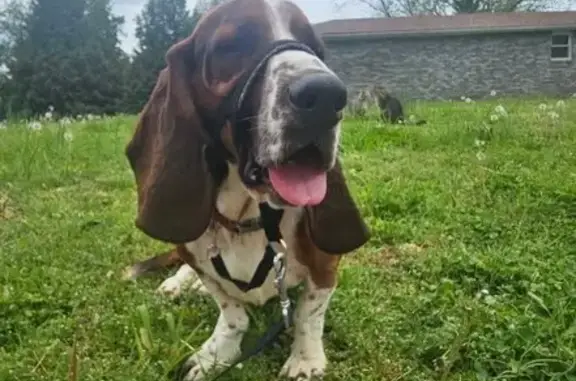 Missing dog Joplin, photo: Lost Basset Hound Toby in Joplin!