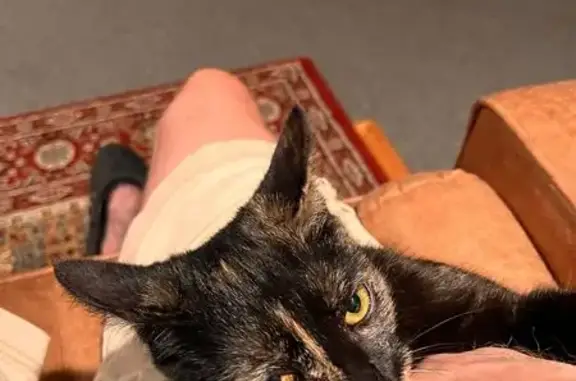 Found cat Travelers Rest, photo: Found: Friendly Young Tortoiseshell Cat