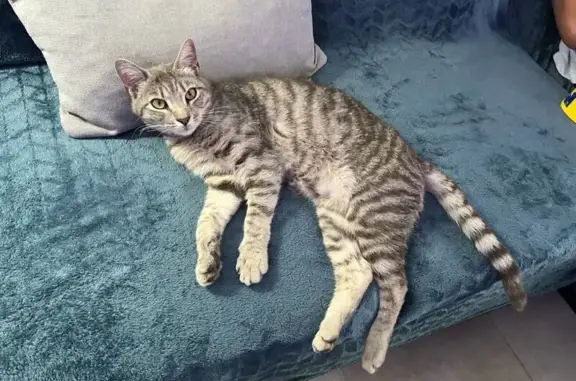 Chat perdu : Batty, gris tigré, Feurs - photo