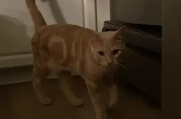 Found pets Denver, photo: Friendly Yellow Mackerel Cat Found!