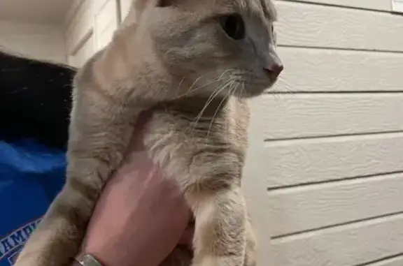 Found pets Denver, photo: Friendly Yellow Mackerel Cat Found in Denver