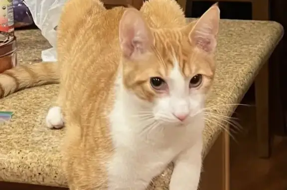 Lost Cat: Half Orange & White in NJ