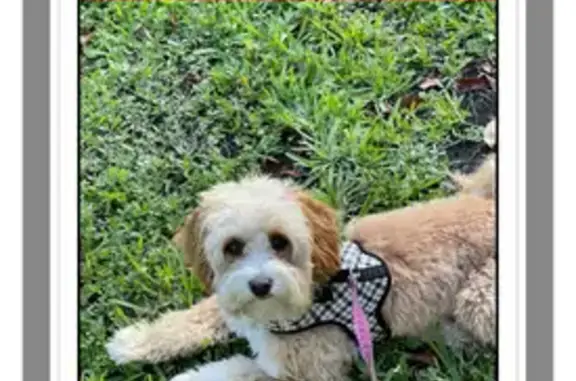 Lost Dog on Marlin Drive, Cutler Bay