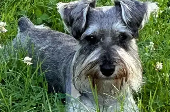 Missing dog Nashville, photo: Lost Dog: Grey & White on Aaronwood Dr