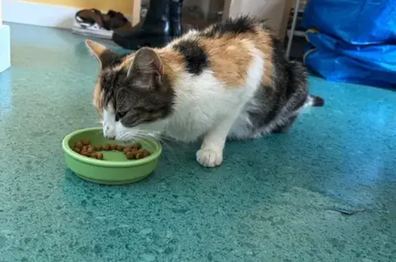 Animaux trouvés , photo: Chat adulte sociable trouvé à Plougar
