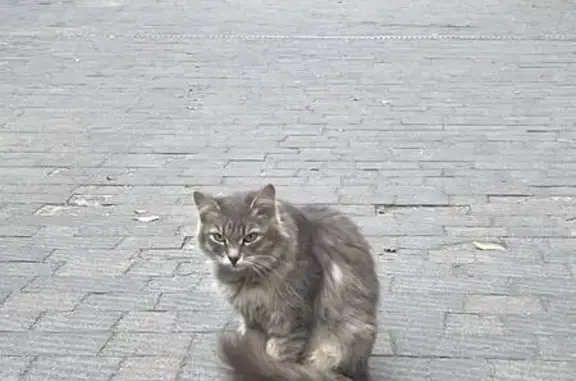 Знайдено сіру кішку біля гурто...