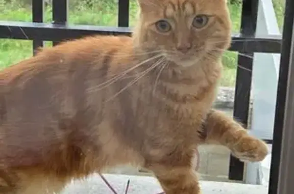 Chat rouquin perdu, Allée Louis Blériot - photo