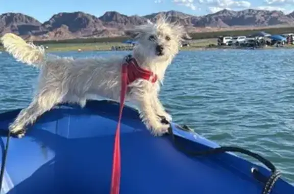 Lost Dog: Spanish-Speaking Toby Found!
