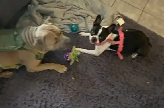 Lost Dog: Black & White, Pink Collar