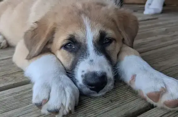 Chiot croisé perdu à Sancey - photo