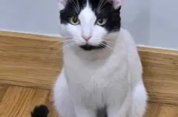 ¡Gato Cariñoso Perdido en Salamanca!