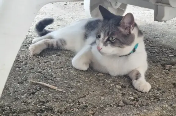 Chat perdu, , photo: Chat gris-blanc perdu, Roquefort, collier bleu