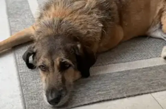 Perros perdidos, Estepona, foto: Perro Perdido en Estepona: Balu, Mestizo 35kg