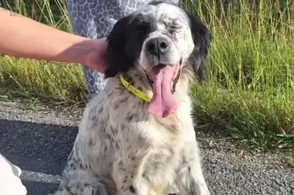 Chien setter noir et blanc trouvé à Lacapelle - photo