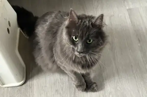 Animaux trouvés , photo: Chat gris long poil trouvé amaigri à Humbercamps
