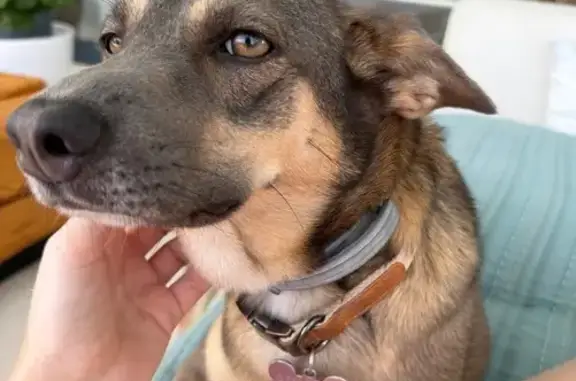 Perros perdidos, Estepona, foto: ¡Ayuda! Se busca a Luna en Estepona