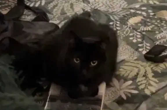 Lost Black Cat: Friendly, White Chin Patch