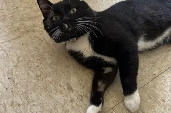 Lost Buff Cat: White Smudge on Nose
