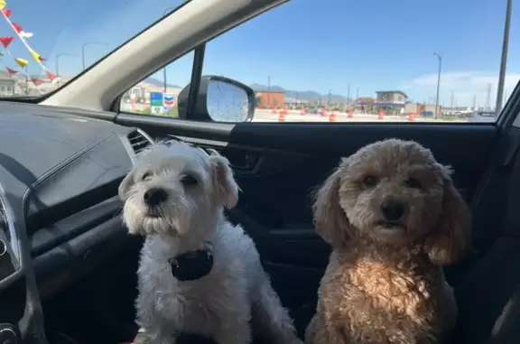 Lost White Yorkie on Nash Lane, Herriman