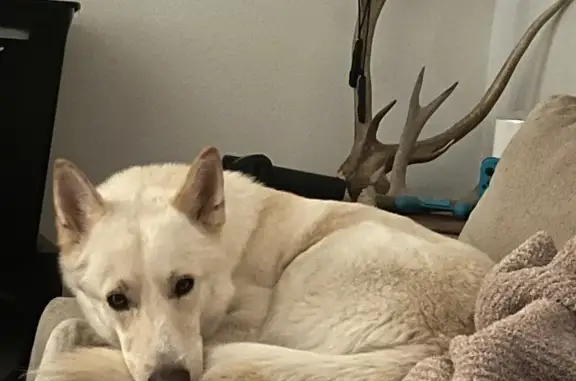 Lost Dog: White, Brown-Eyed, Friendly